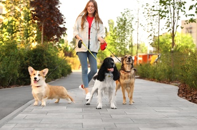 Young woman walking adorable dogs in park