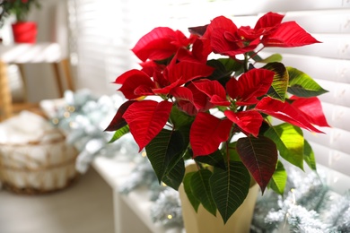 Photo of Beautiful poinsettia (traditional Christmas flower) in pot on blurred background, closeup