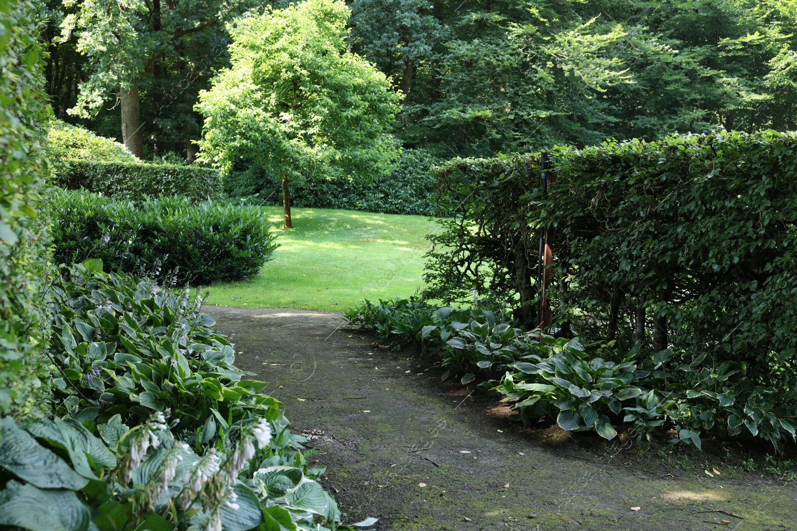 Photo of Beautiful green plants and pathway in garden