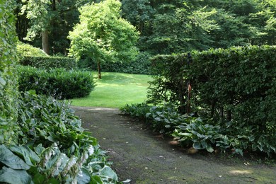 Photo of Beautiful green plants and pathway in garden