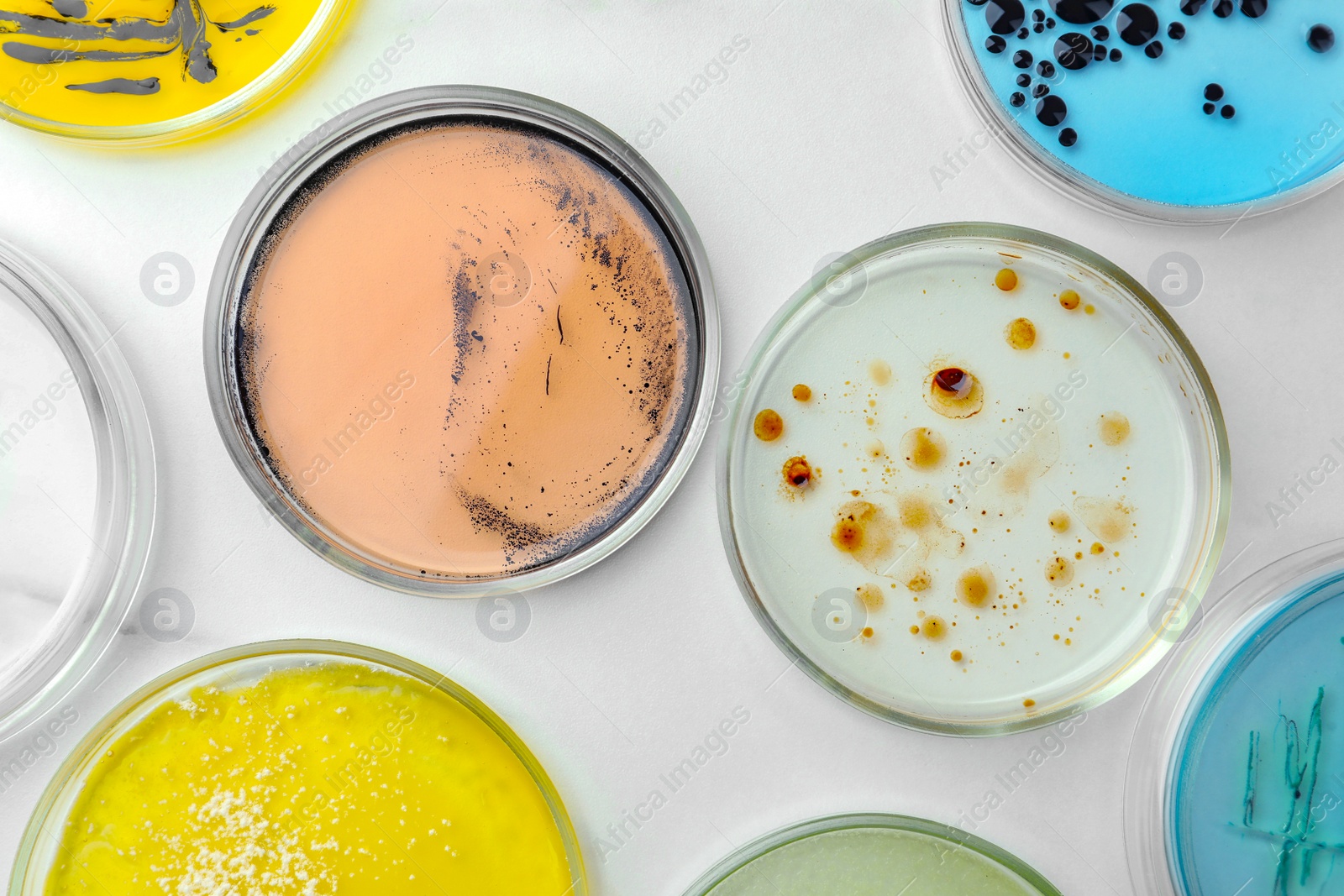 Photo of Petri dishes with different bacteria colonies on white marble table, flat lay