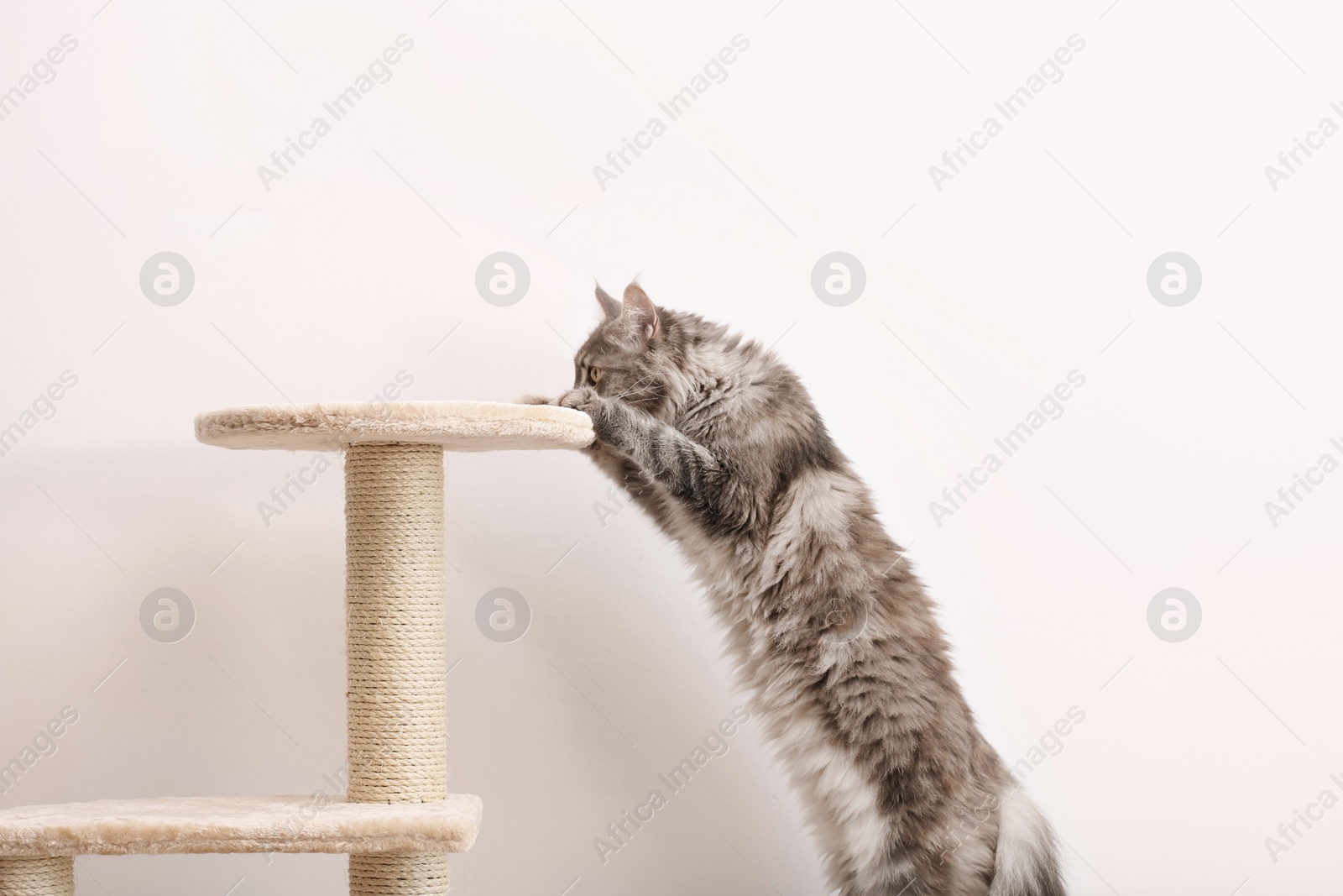 Photo of Adorable Maine Coon climbing on cat tree near light wall at home