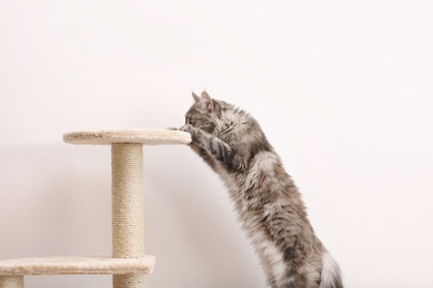 Adorable Maine Coon climbing on cat tree near light wall at home