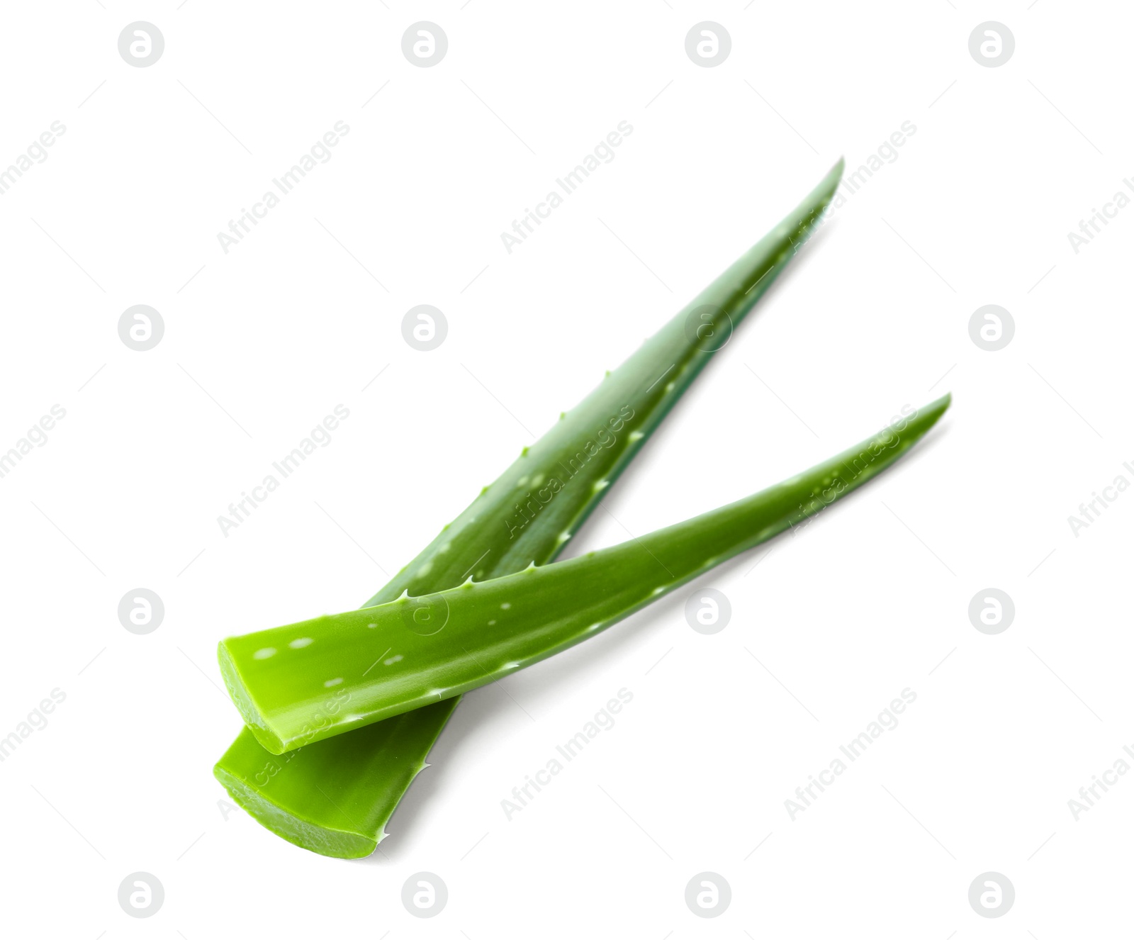 Photo of Aloe vera leaves on white background