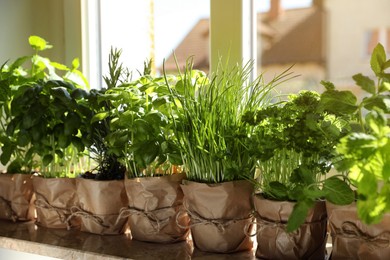 Different aromatic potted herbs on windowsill indoors