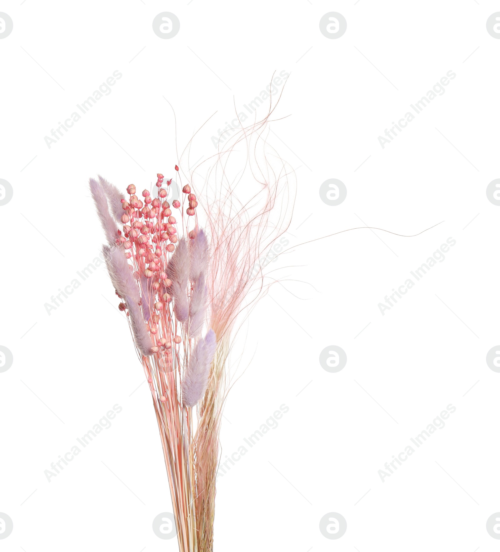 Photo of Bouquet of dried flowers on white background