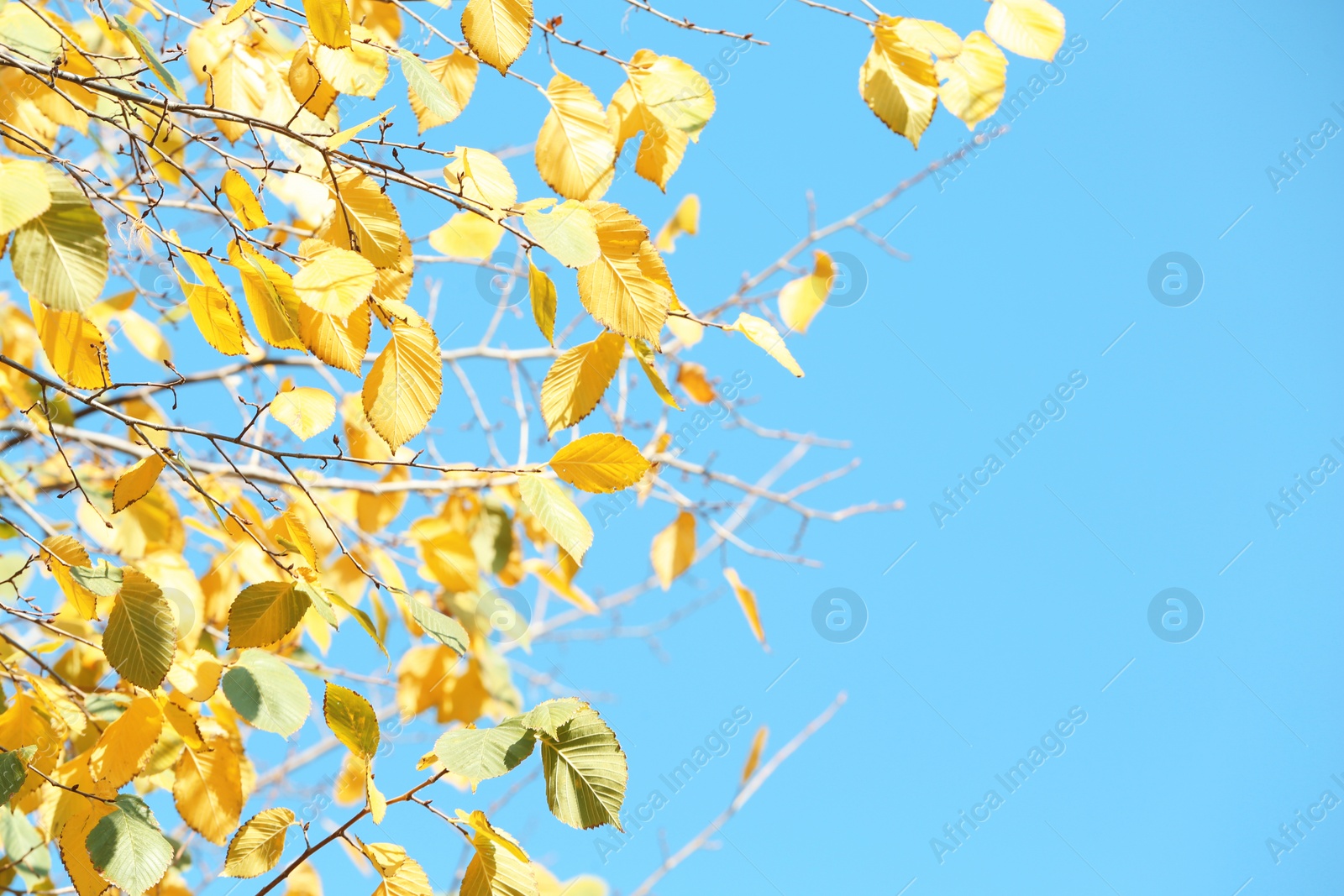 Photo of Twigs with golden leaves against blue sky. Autumn sunny day