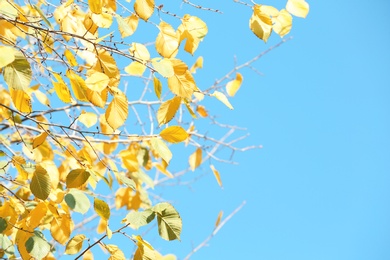 Photo of Twigs with golden leaves against blue sky. Autumn sunny day