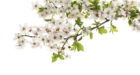 Cherry tree branches with beautiful blossoms isolated on white