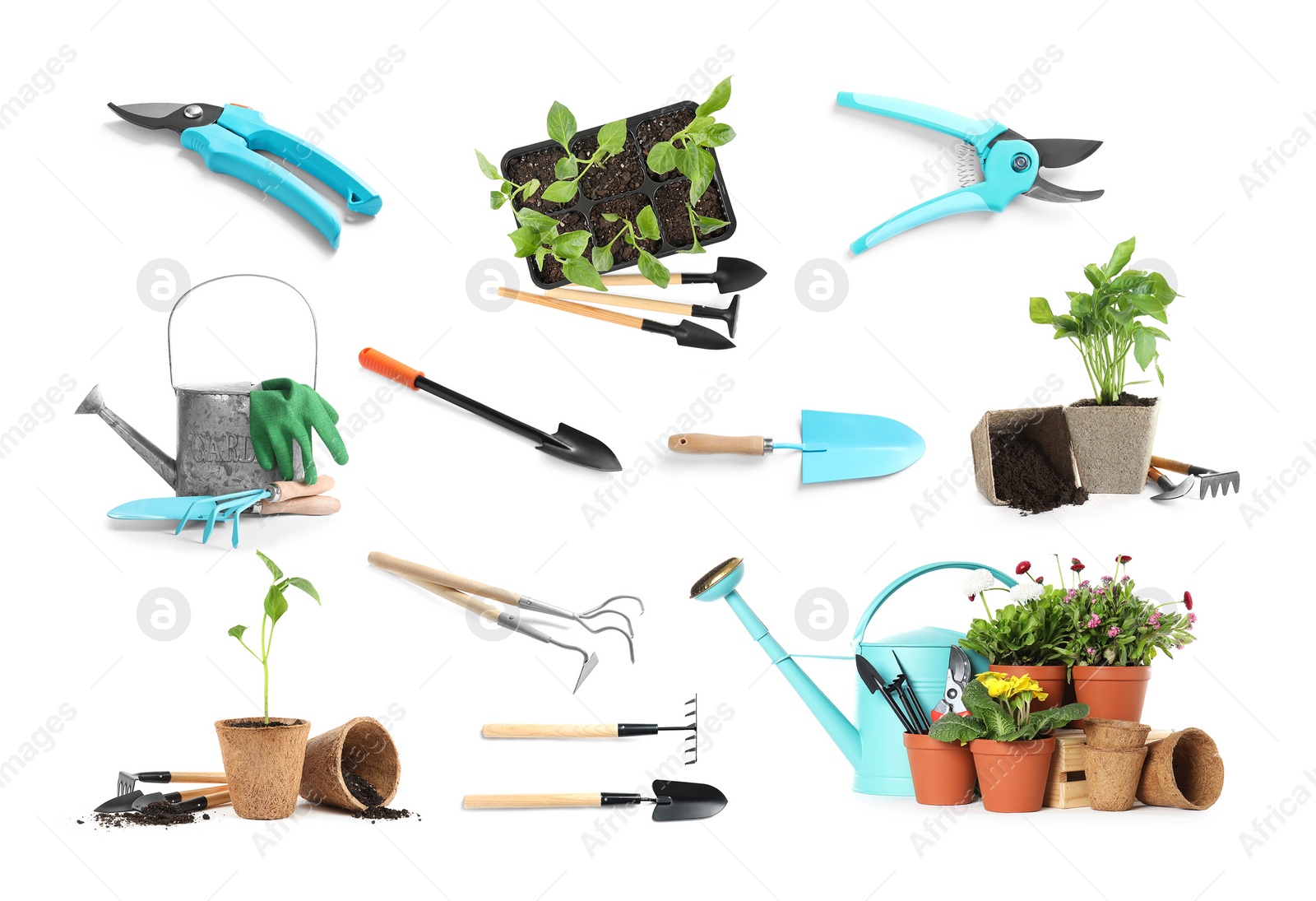 Image of Set of different seedlings and gardening tools on white background