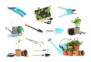 Image of Set of different seedlings and gardening tools on white background