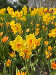 Photo of Beautiful yellow daffodil flowers growing outdoors, closeup