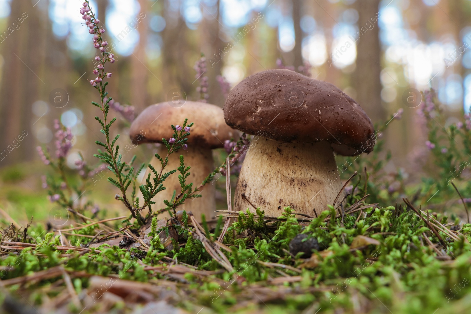 Photo of Beautiful porcini mushrooms growing in forest on autumn day