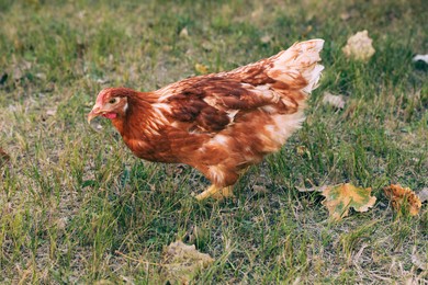 Beautiful chicken on green grass in farmyard. Domestic animal