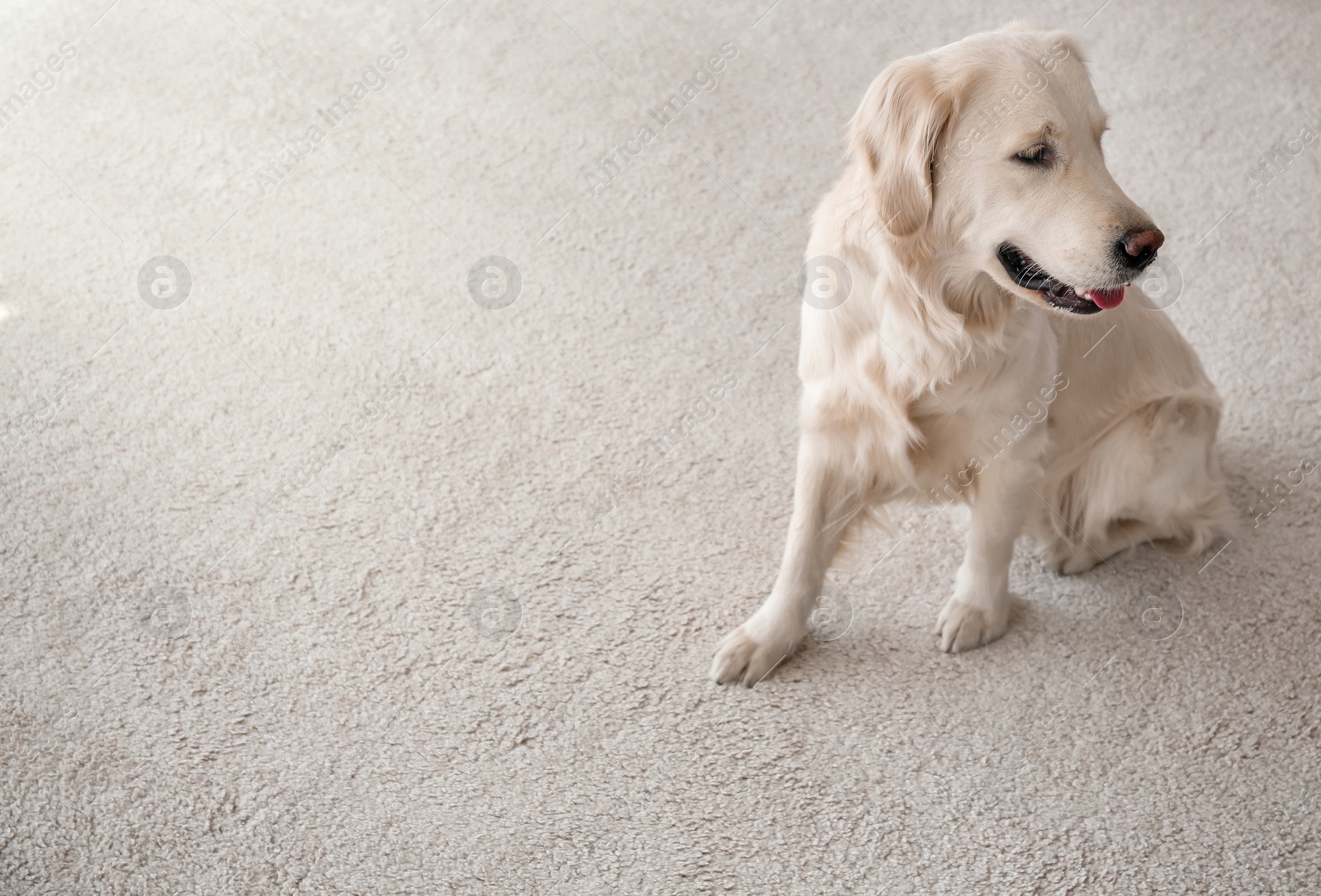 Photo of Cute dog sitting on carpet at home