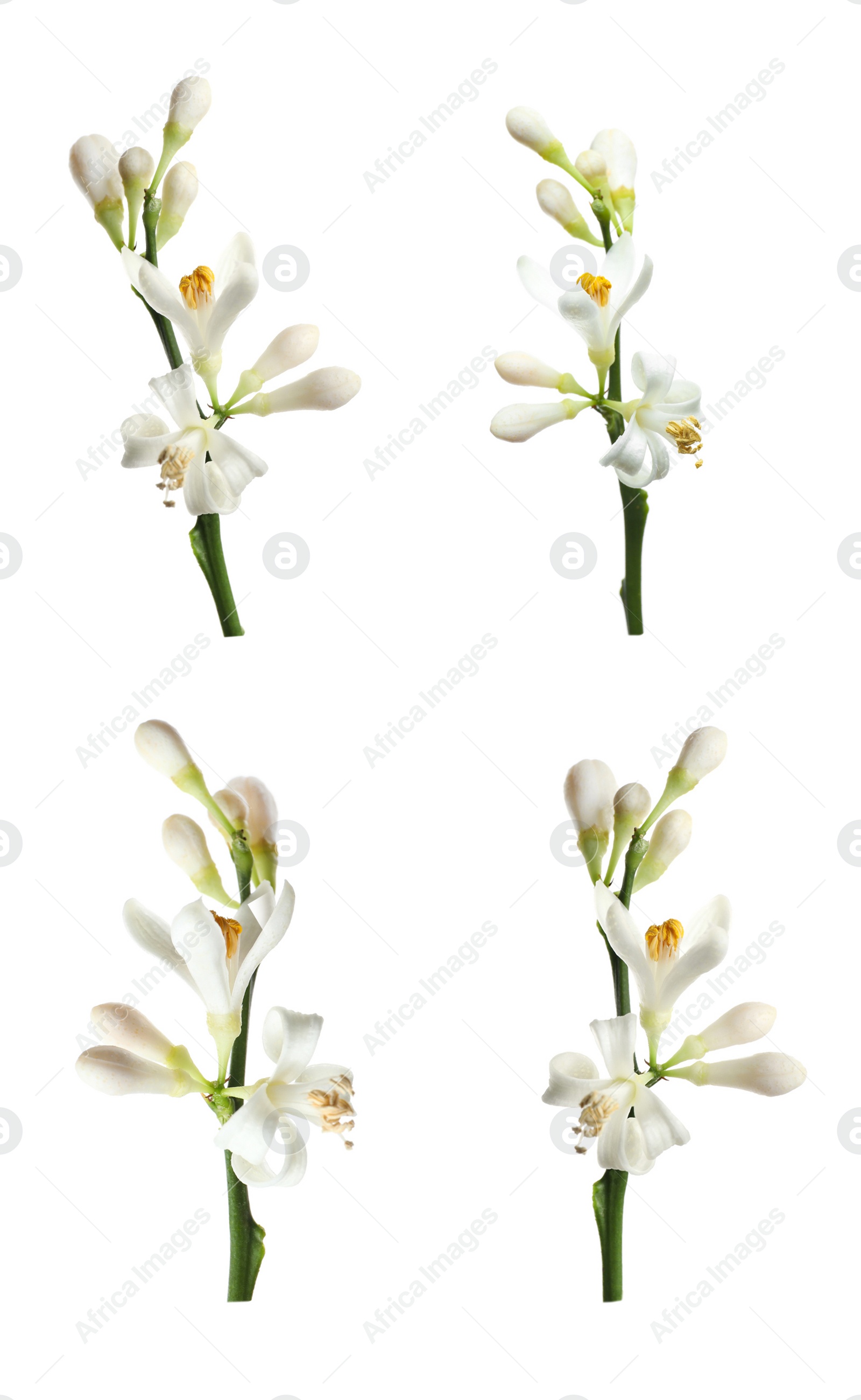 Image of Set of branches with beautiful blooming citrus flowers on white background