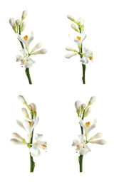 Set of branches with beautiful blooming citrus flowers on white background