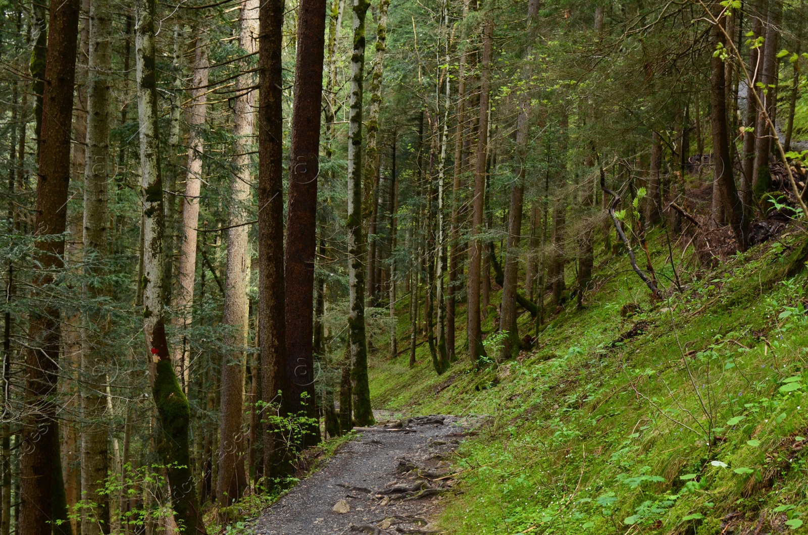 Photo of Beautiful view of pathway among green tall trees in forest