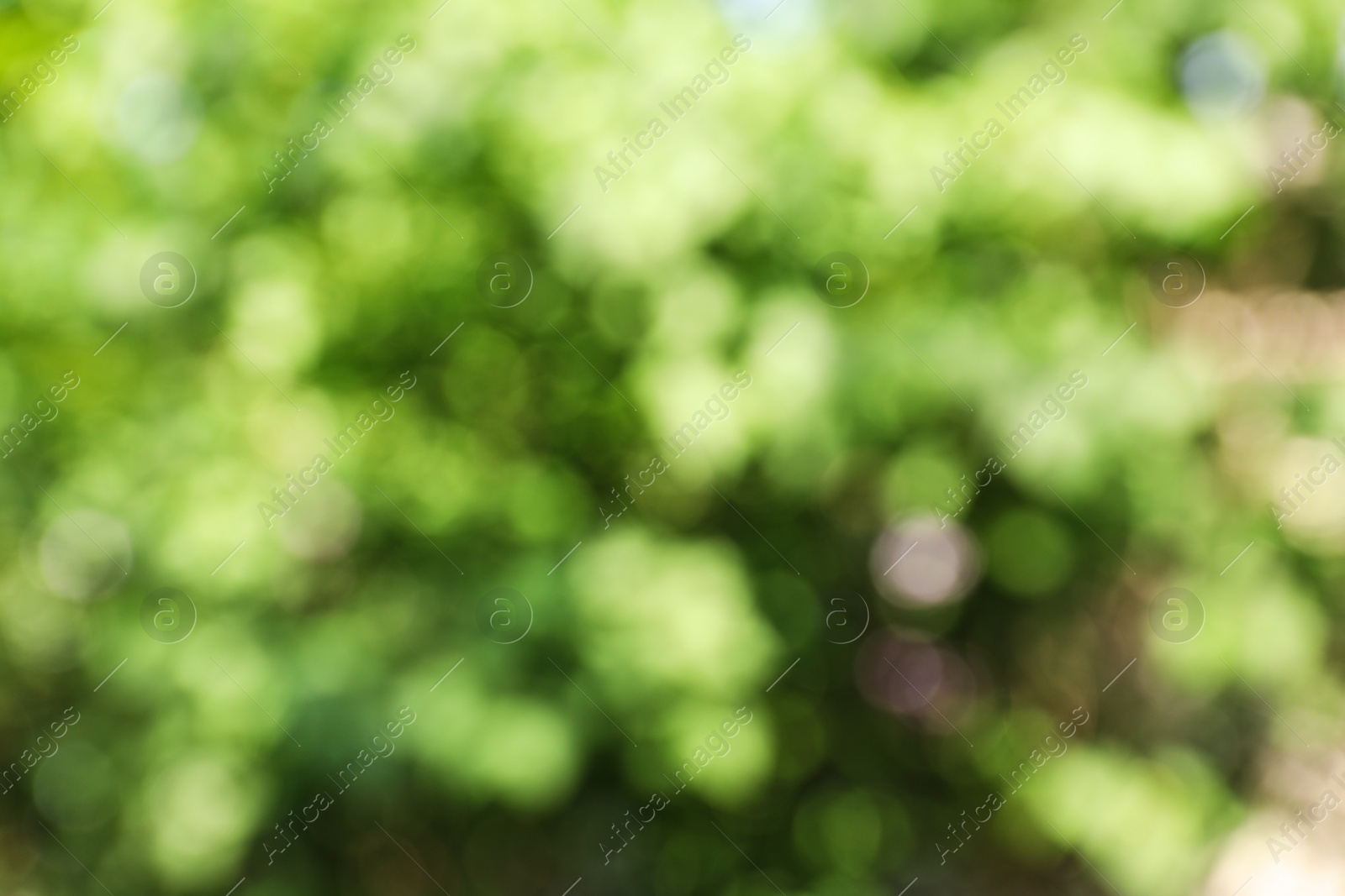Photo of Blurred view of abstract green background. Bokeh effect