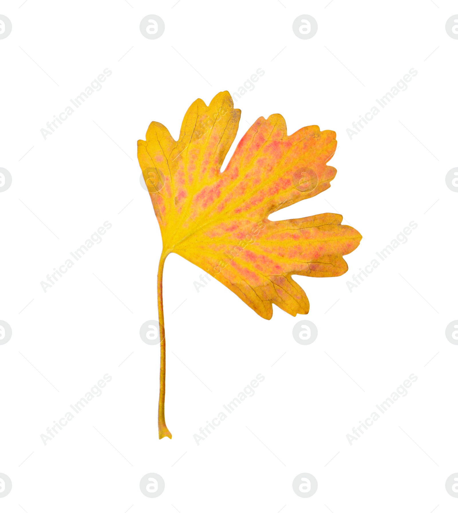 Photo of Beautiful leaf isolated on white. Autumn season