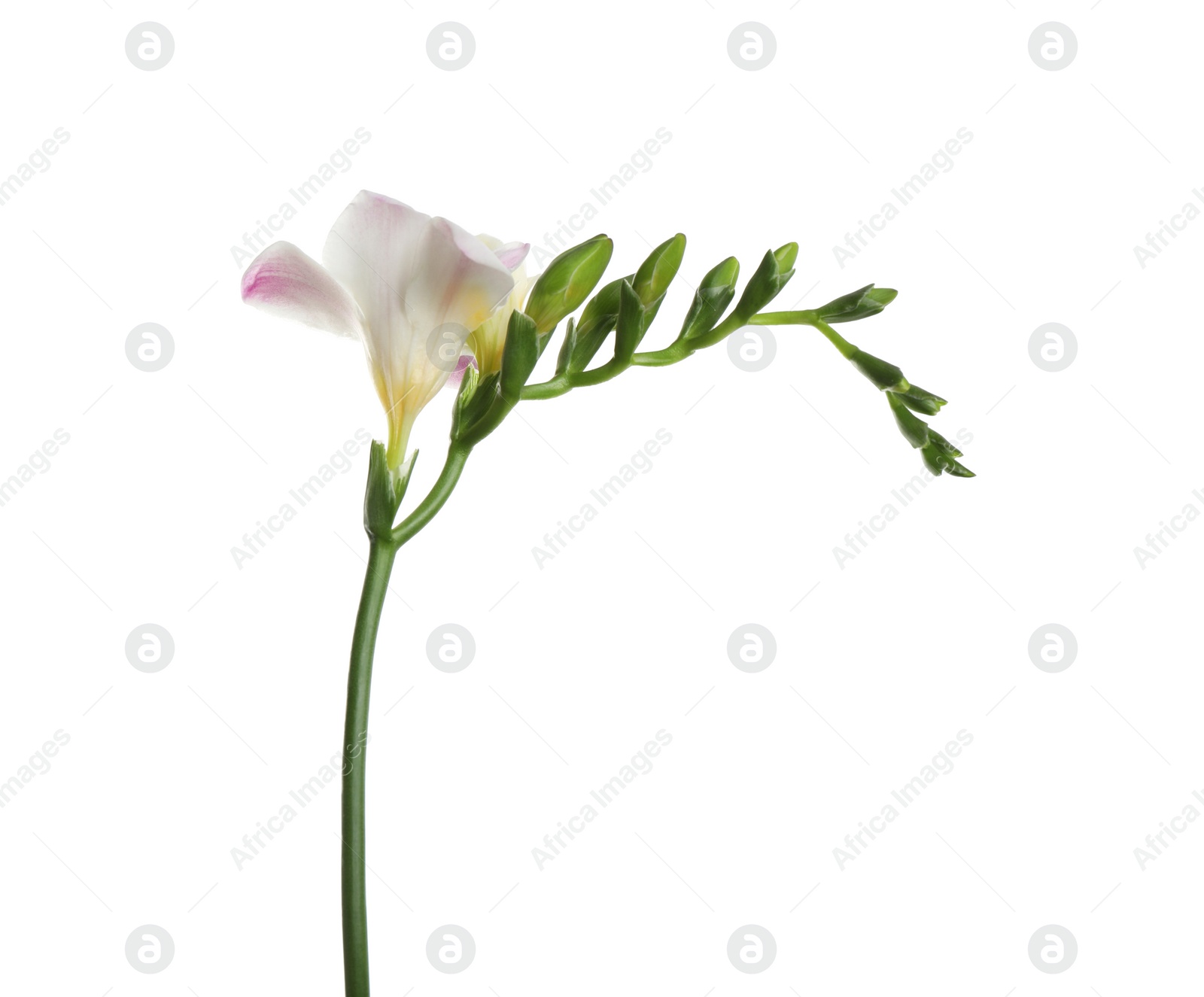 Photo of Beautiful tender freesia flower isolated on white