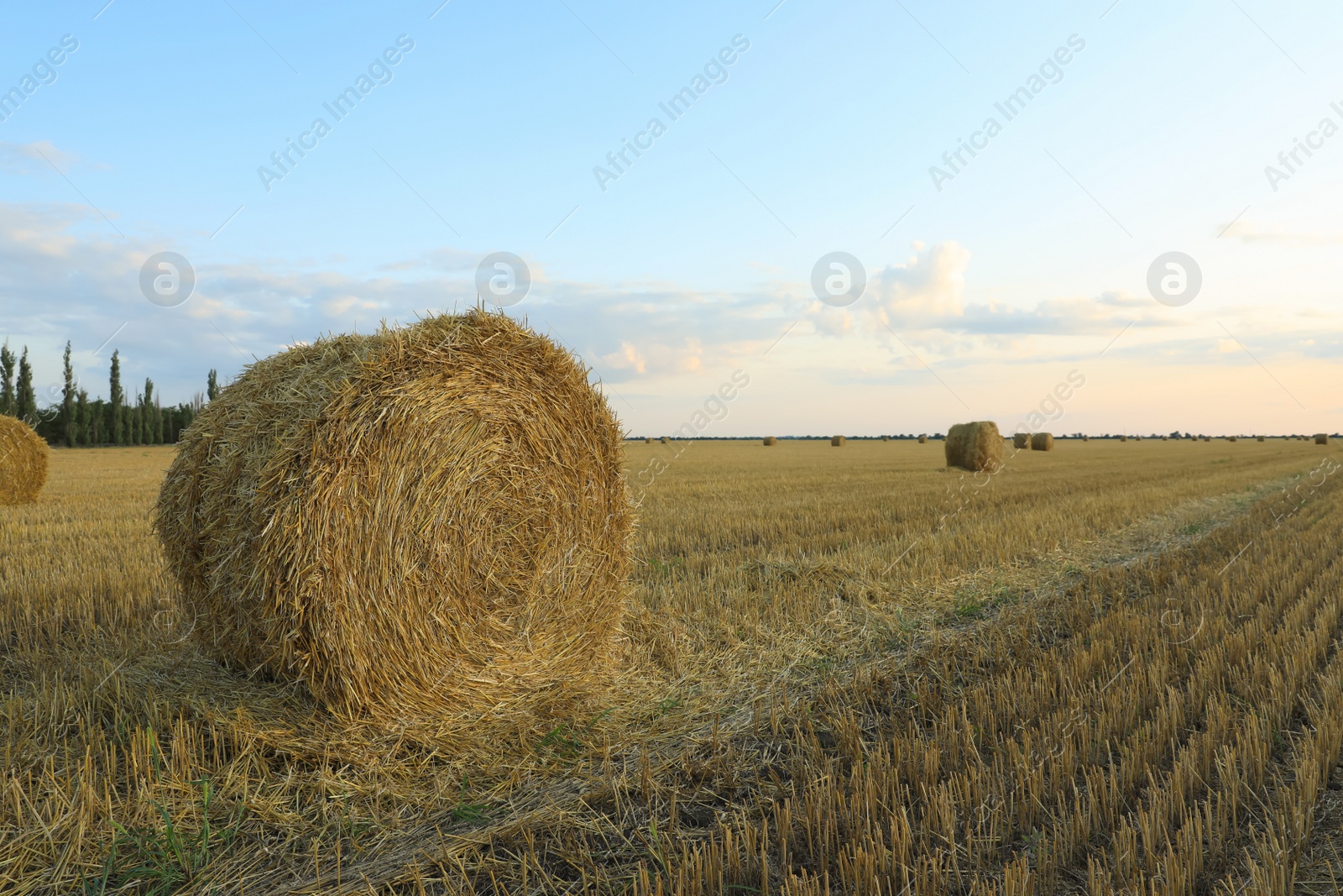 Photo of Beautiful view of agricultural field with hay bales