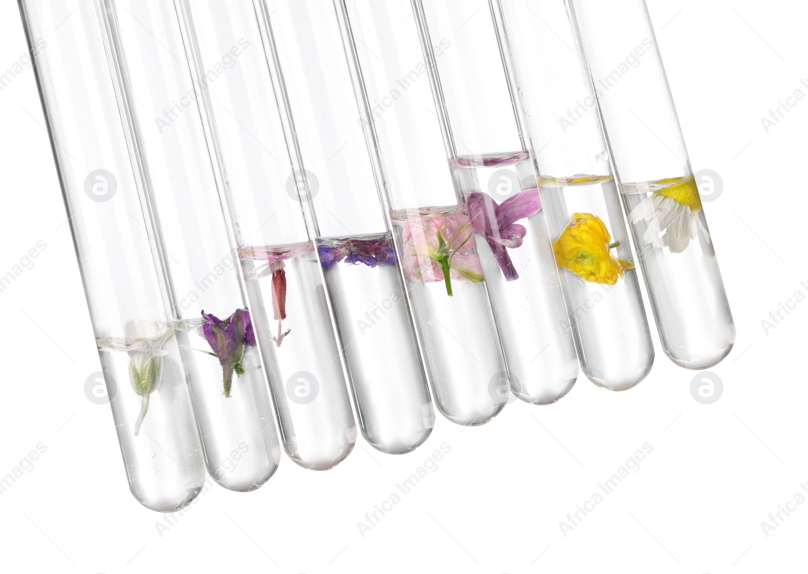 Photo of Test tubes with different flowers on white background. Essential oil extraction