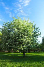 Beautiful tree with green leaves in park on sunny day