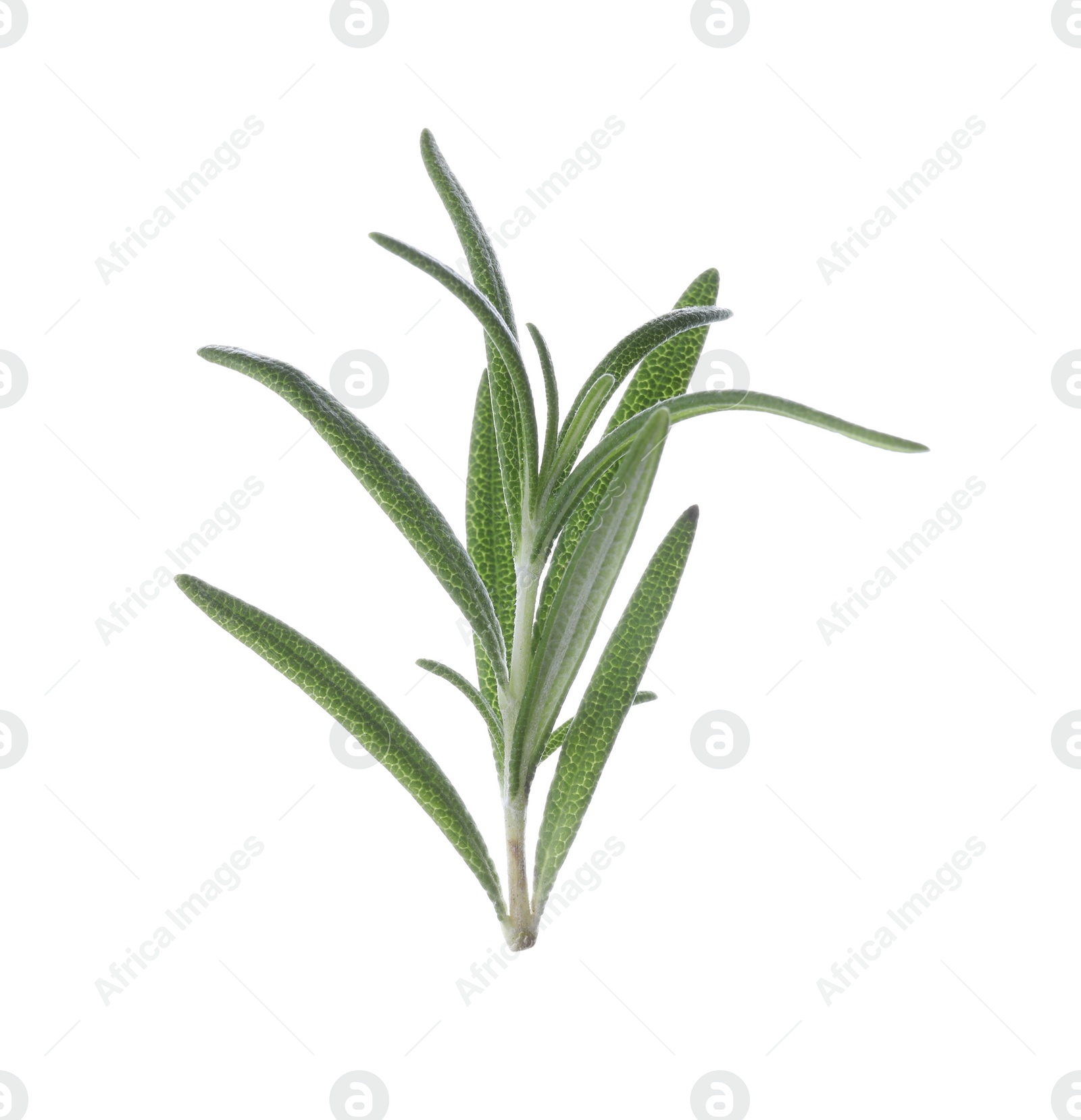 Photo of Sprig of fresh rosemary isolated on white