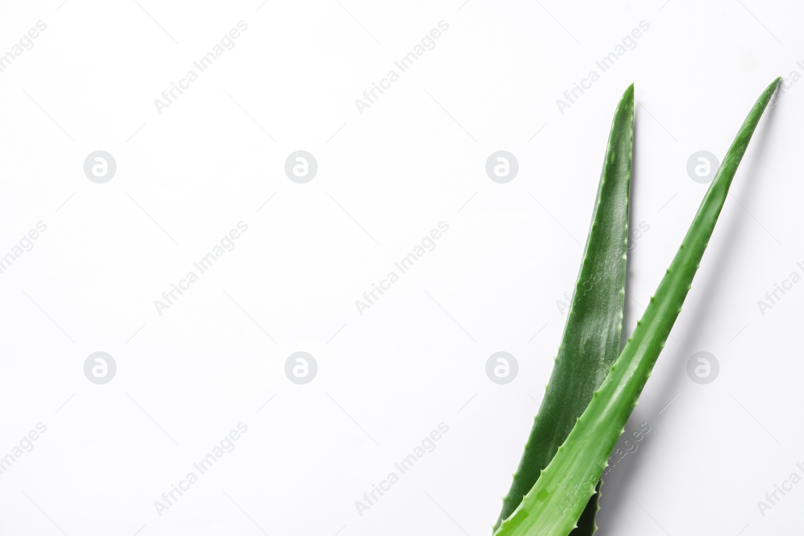 Photo of Green aloe vera leaves on white background, top view. Space for text