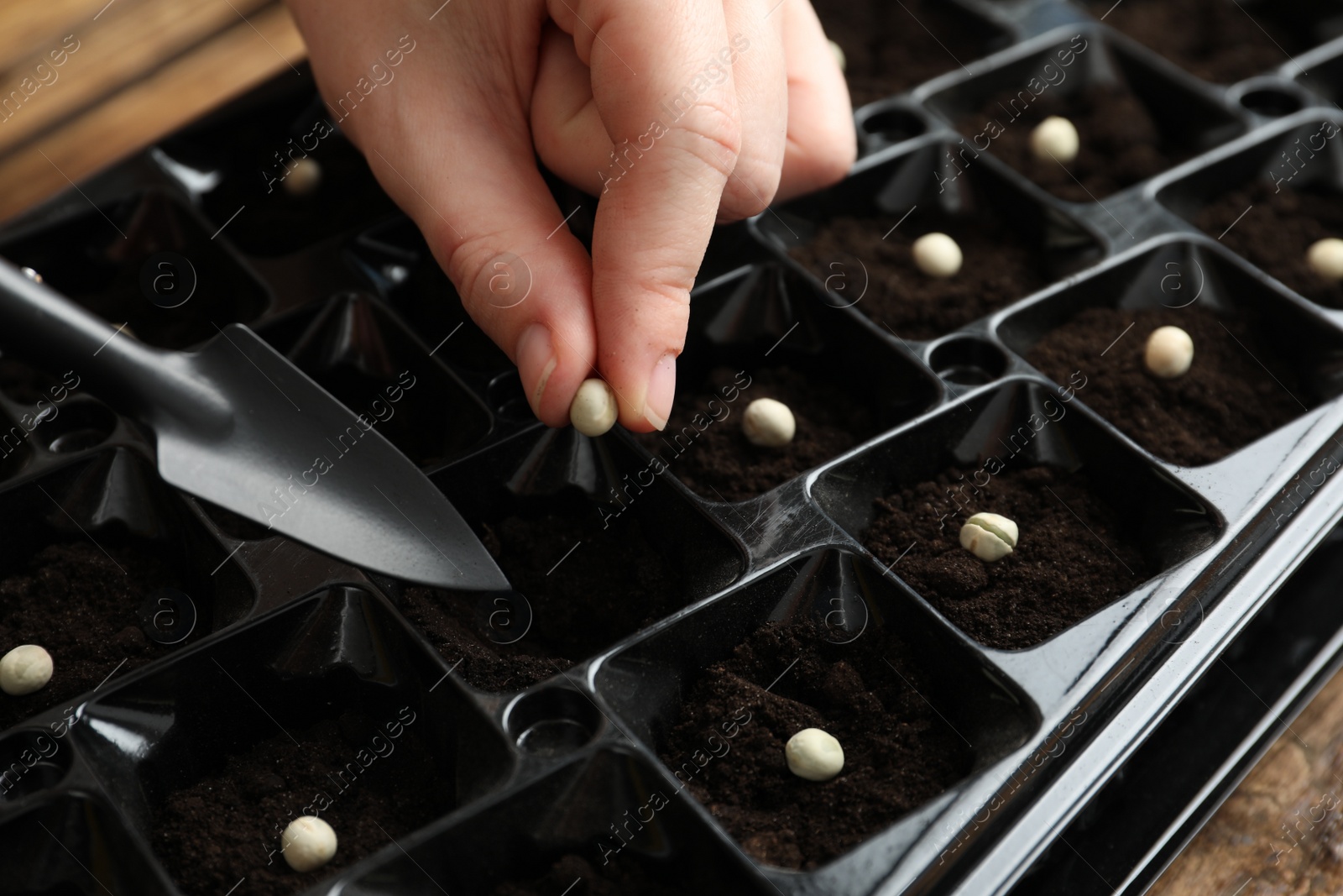 Photo of Woman planting soybeans into fertile soil, closeup. Vegetable seeds