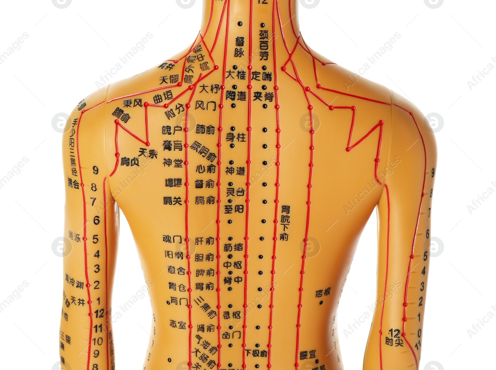 Photo of Acupuncture model. Mannequin with dots and lines isolated on white, back view