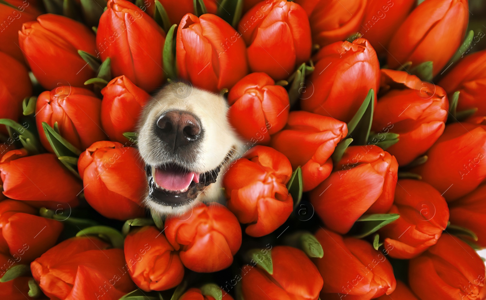 Image of Adorable golden Retriever surrounded by beautiful tulips. Spring mood