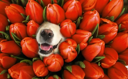 Adorable golden Retriever surrounded by beautiful tulips. Spring mood