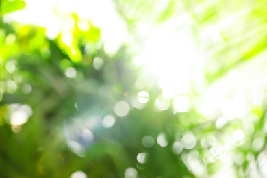 Photo of Blurred view of green plants and sun rays as background, bokeh effect