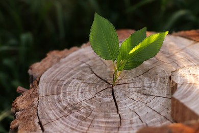 Photo of Young green seedling growing out of tree stub outdoors. New life concept