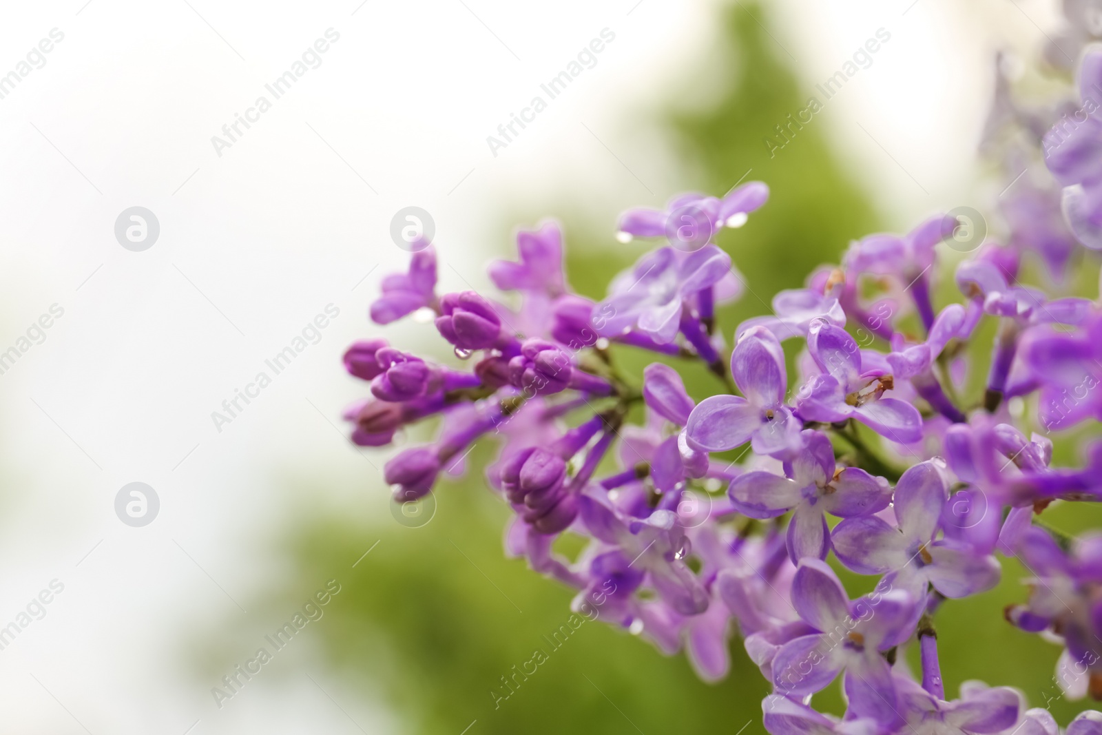 Photo of Beautiful lilac flowers with water drops on blurred background, closeup