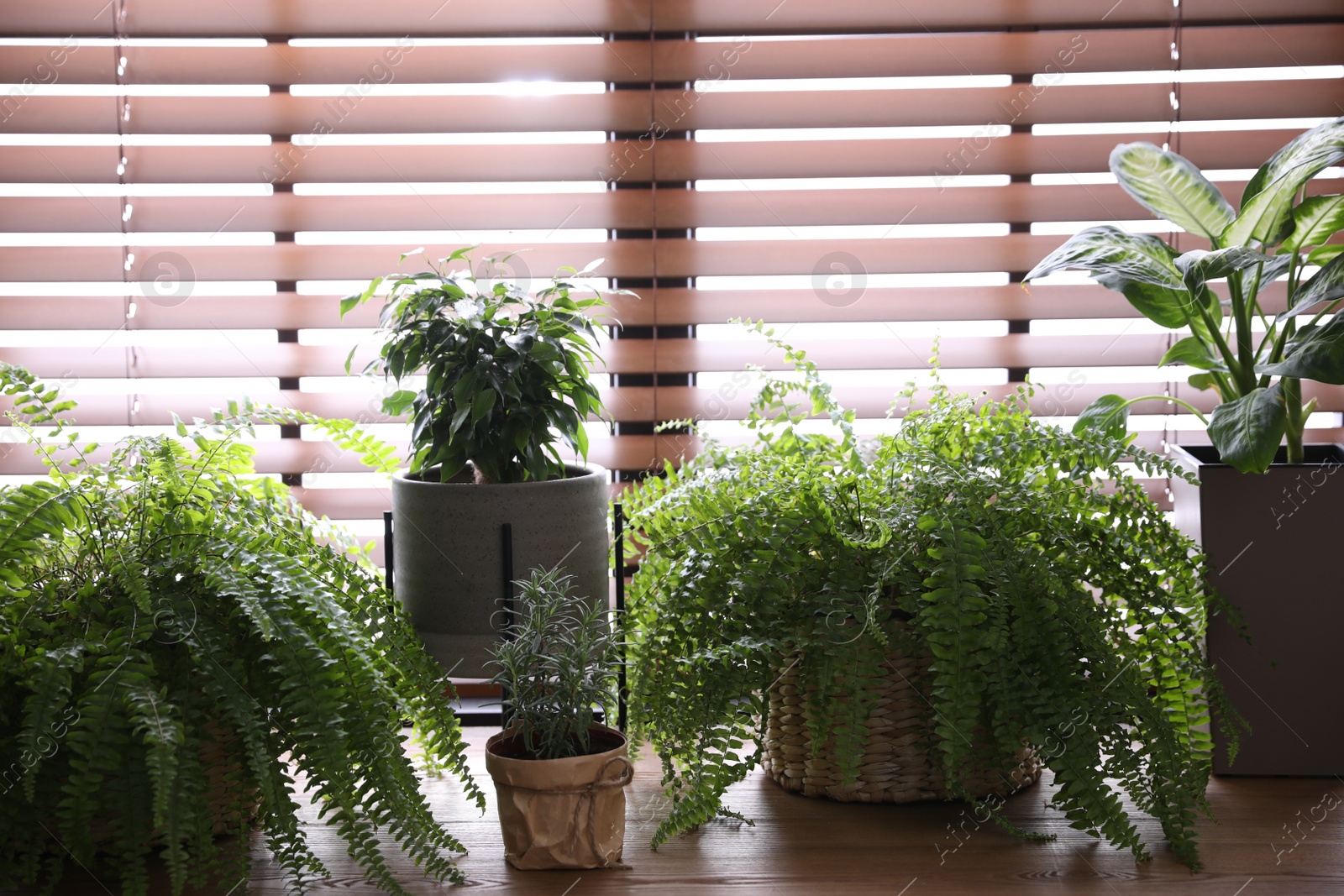 Photo of Beautiful plants on wooden table. Home decor