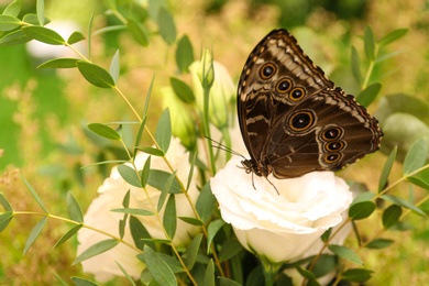 Photo of Beautiful Blue Morpho butterfly on eustoma flower outdoors