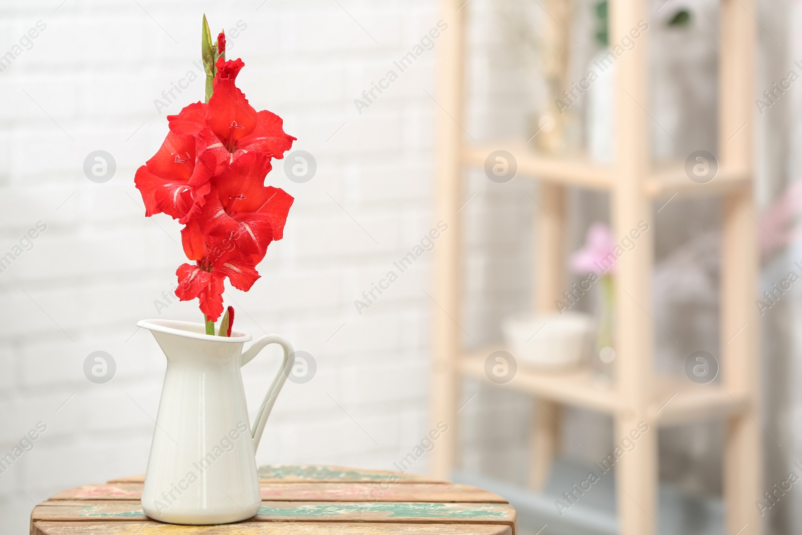 Photo of Jug with beautiful gladiolus flowers on table indoors