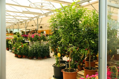 Garden center with many different potted plants