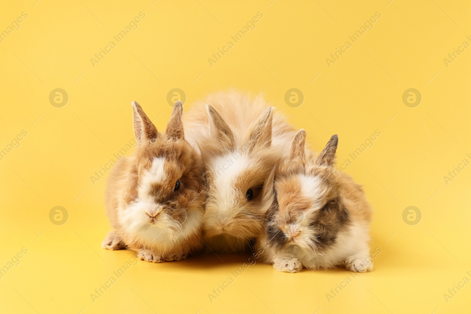 Photo of Cute little rabbits on yellow background. Adorable pet