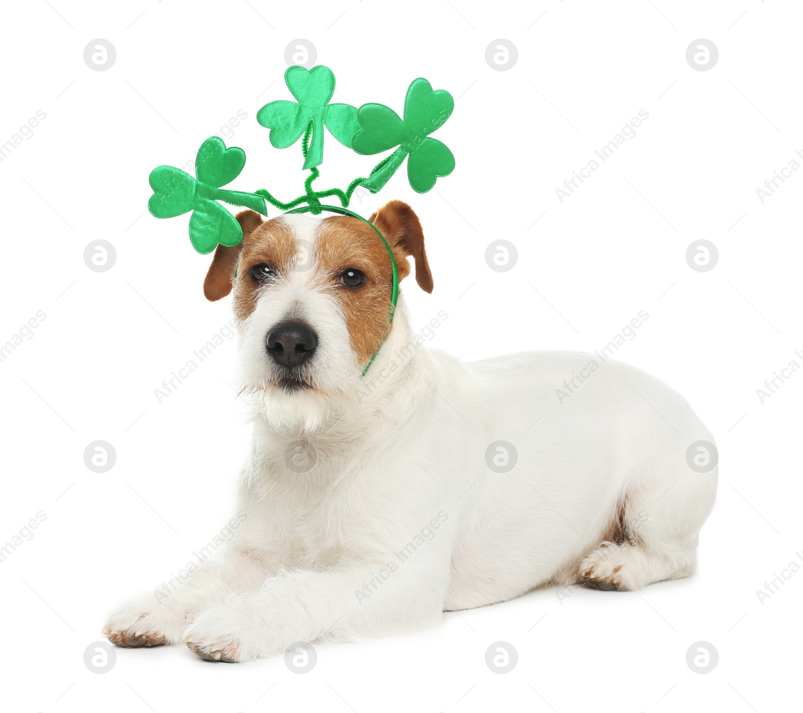 Photo of Jack Russell terrier with clover leaves headband on white background. St. Patrick's Day