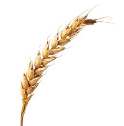 Dry ear of wheat isolated on white