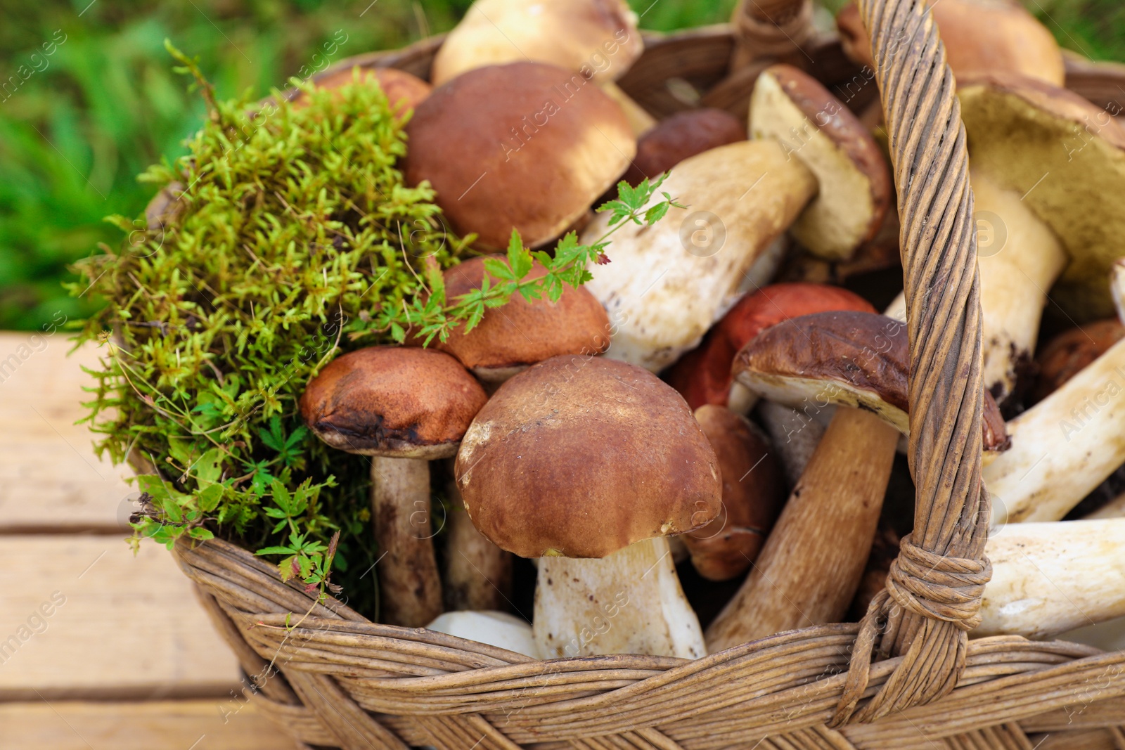 Photo of Wicker basket with fresh wild mushrooms on wooden table outdoors, closeup