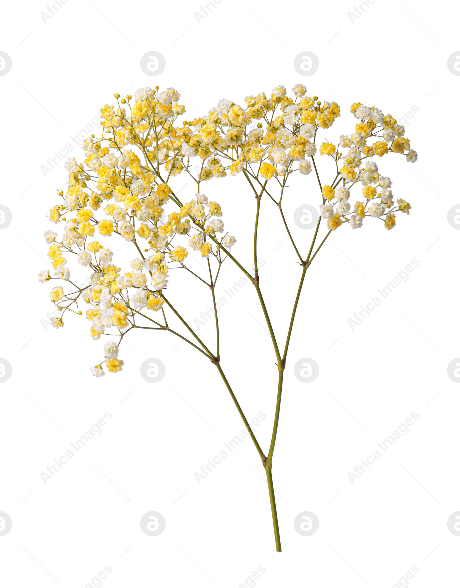 Photo of Beautiful color gypsophila twig isolated on white