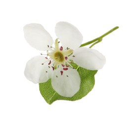 Photo of Beautiful flower of blossoming pear tree on white background