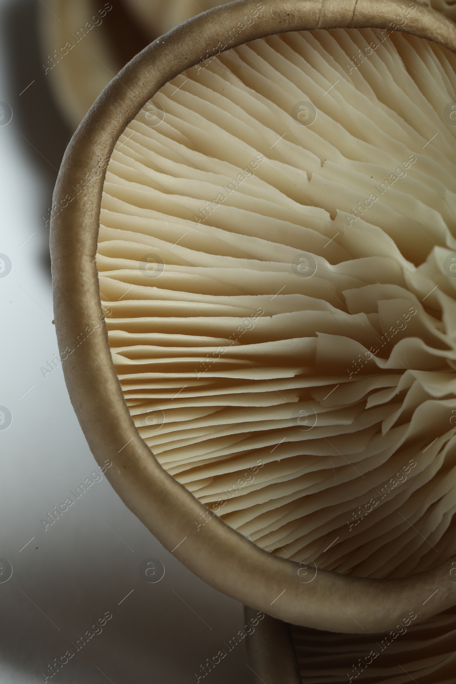 Photo of Fresh oyster mushrooms on white background, macro view