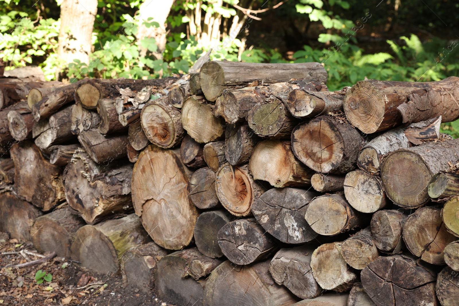 Photo of Pile of different cut wood logs outdoors