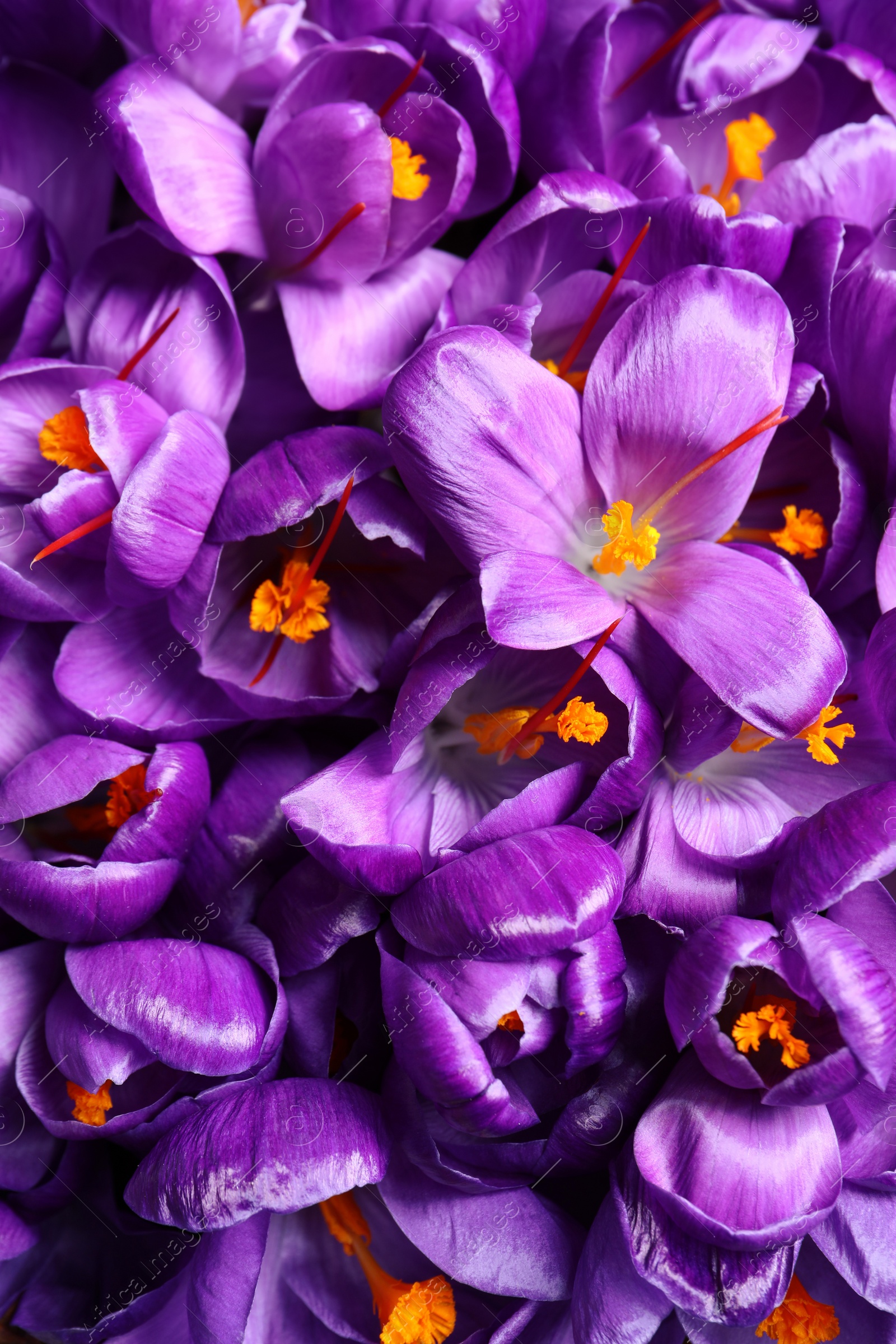 Photo of Beautiful Saffron crocus flowers as background, top view